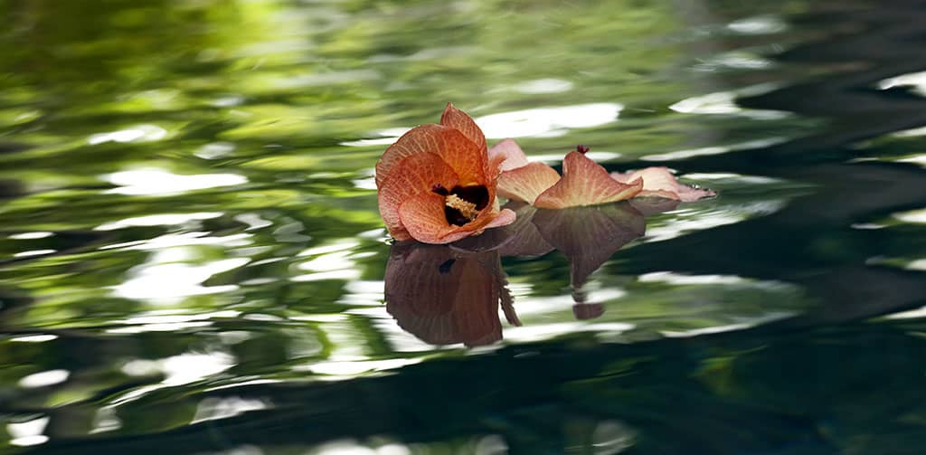 Flower in water