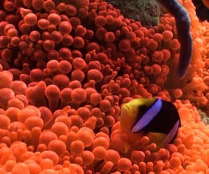 Clark's anemone fish, Maldives