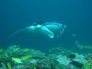 Manta Ray in waters around Constance Moofushi Resort, Maldives