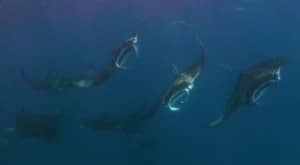Manta rays at Constance Hotels Experience
