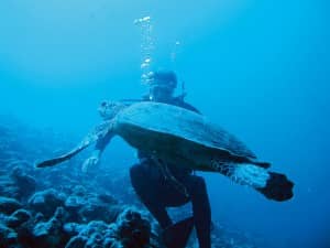 Diving with turtles at Constance Moofushi