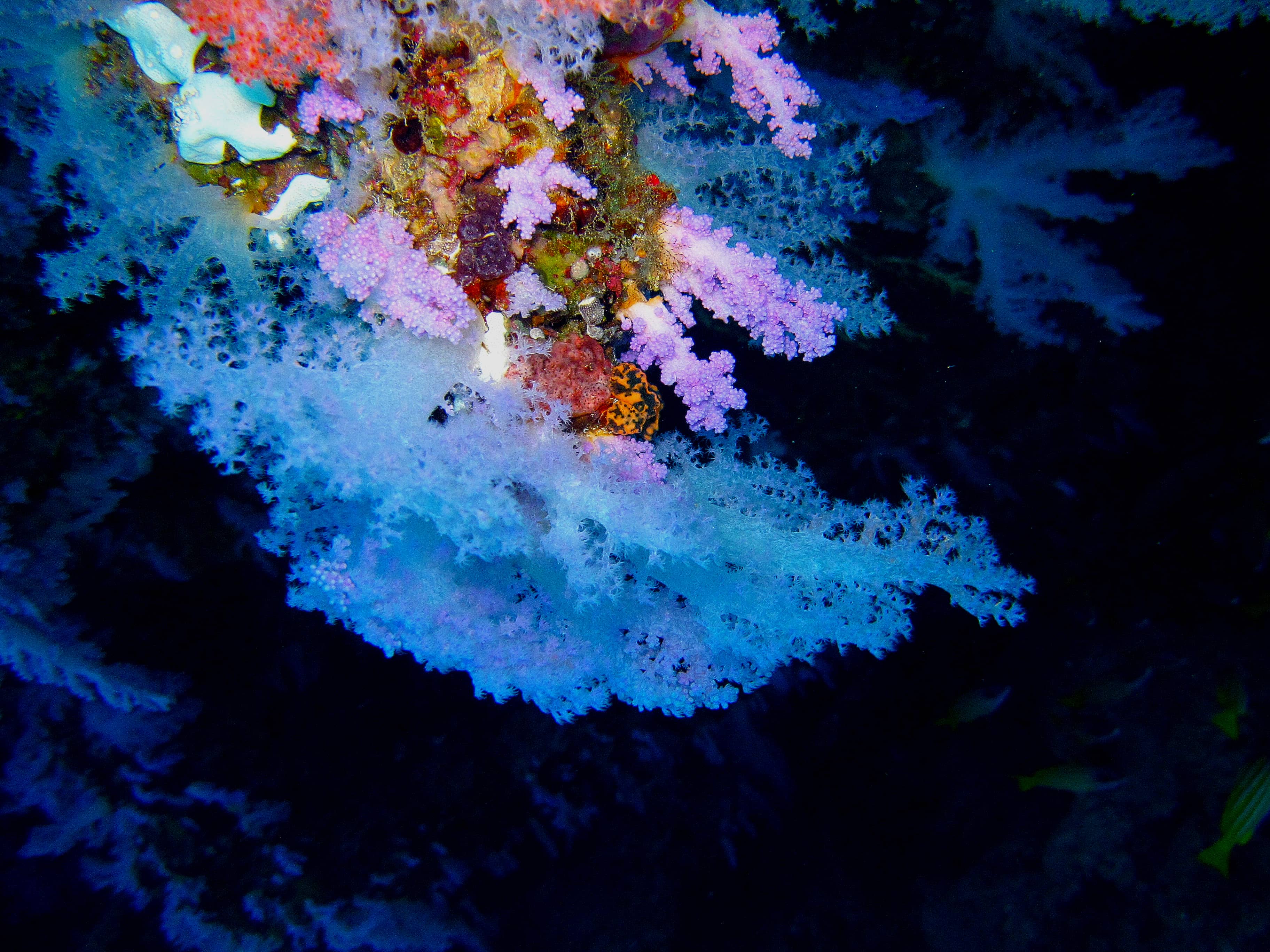 Corals at Constance Moofushi Resort, Maldives