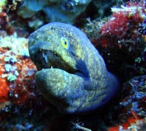 Black cheek moray eel