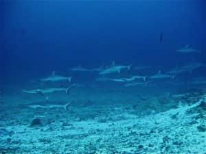 Diving with sharks at Constance Moofushi, Maldives