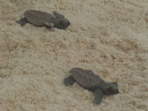 Baby turtles at Constance Lemuria, Seychelles
