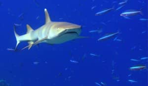 White tip reef shark, Constance Halaveli, Maldives