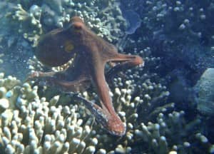 Octopus at Constance Halaveli, Maldives
