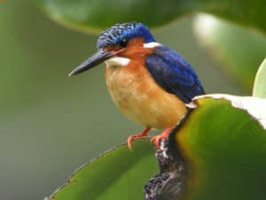 The Malagasy Kingfisher