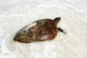 A turtle nesting at Constance L├®muria