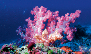 Top dive sites in the Maldives