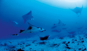 Manta rays at Constance Moofushi, Maldives