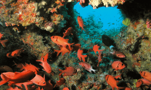 Diving in the Indian Ocean - An explosion of colour