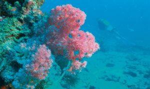 Explore the vibrant reefs