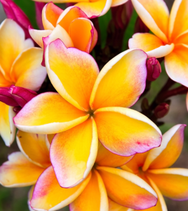 Tropical wedding flowers: Frangipani