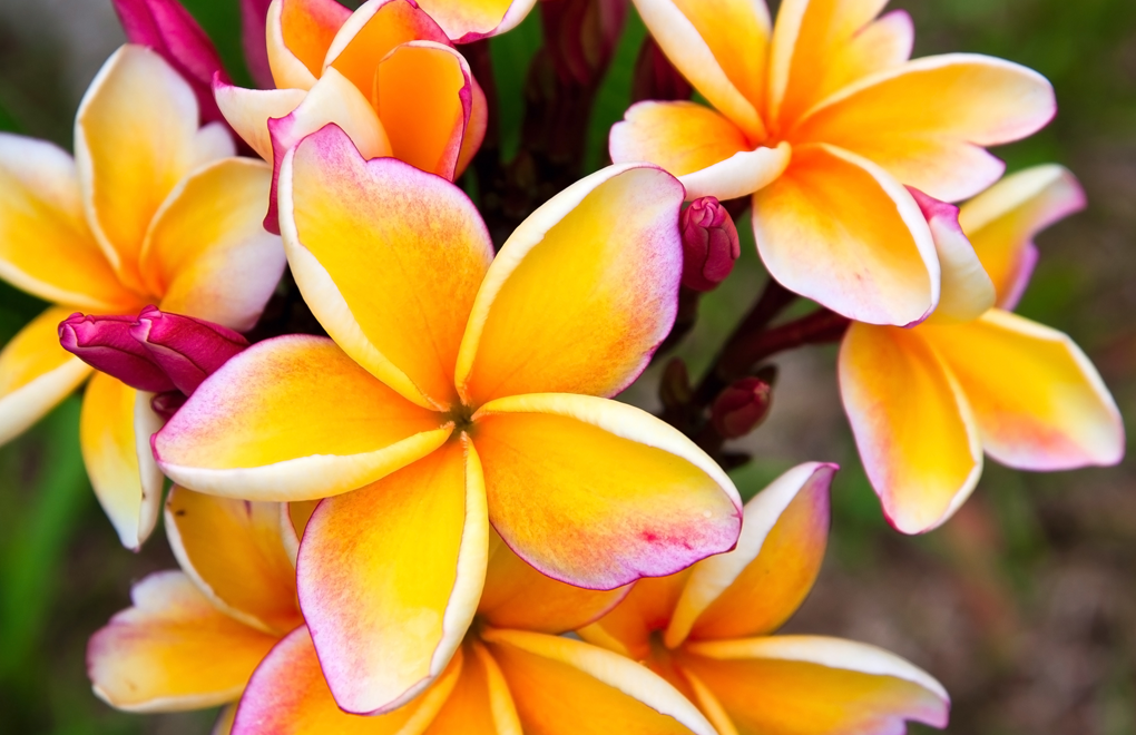 Best tropical flowers for your wedding | Constance Hotels Blog