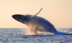 Whale watching in Madagascar