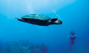 The majestic turtles of the Indian Ocean
