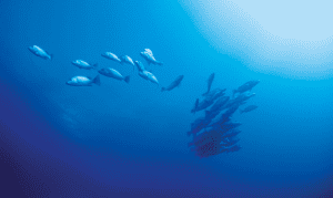 Barracudas in the Indian Ocean