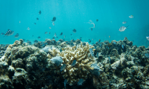 Coral restoration at Constance L├®muria, Seychelles