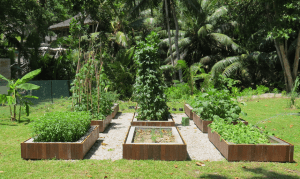 Constance L├®muria's kitchen garden
