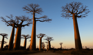 The extraordinary avenue of baobabs