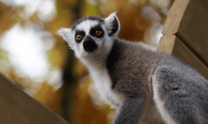 The ring tailed lemur