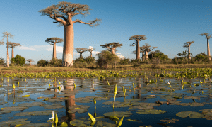 Baobab Trees: a stunning and diverse landscape