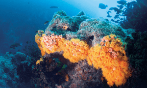 Explore the colourful coral reefs