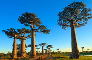 The avenue of Baobabs