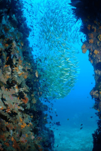 Restoration of the coral reef