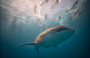 Swim alongside gentle Whale Sharks in the Maldives