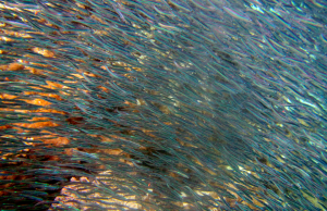 Underwater healing: surround yourself with the beautiful schools of fish species