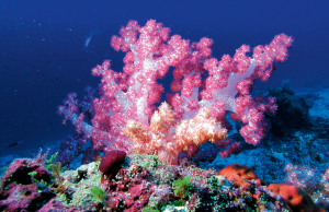 The vibrant coral reefs of the Maldives