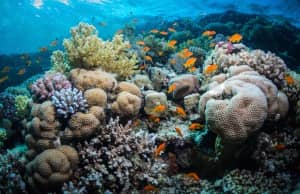world's best coral reefs