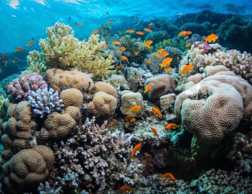 world's best coral reefs