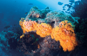 Incredible underwater environments