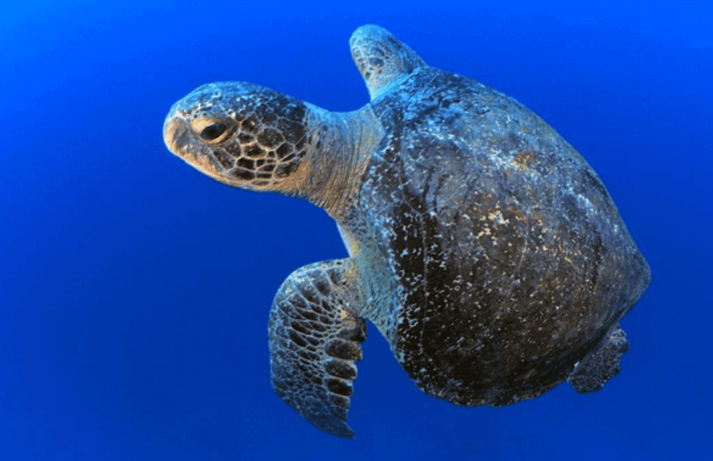 scuba diving turtle 