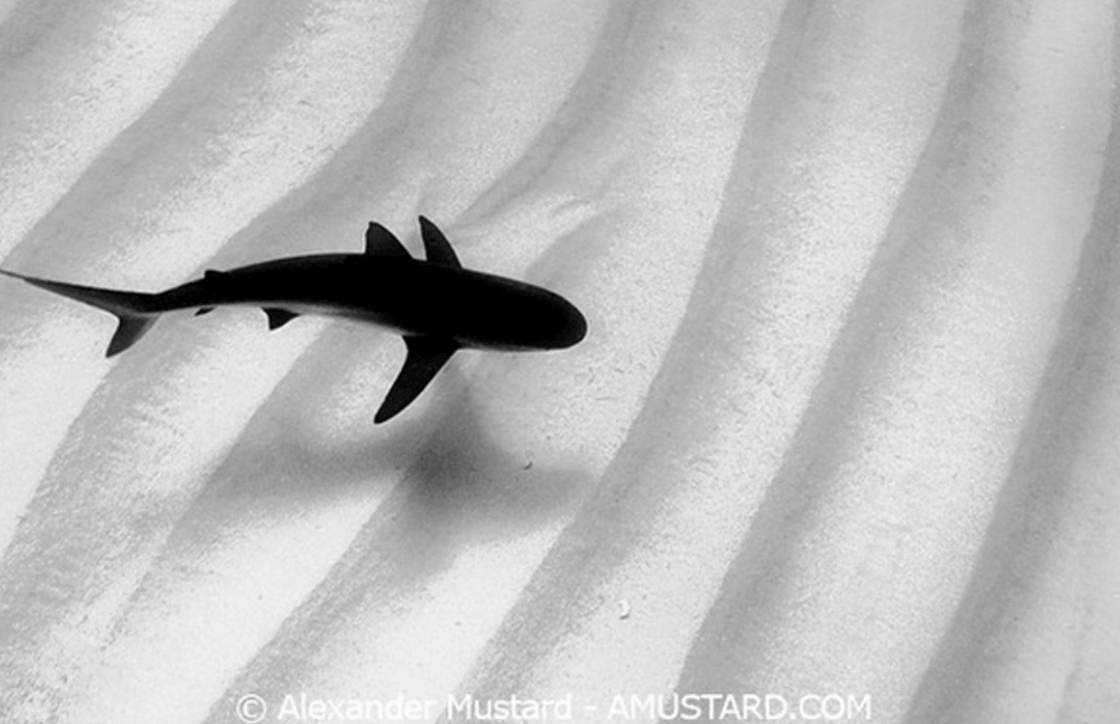 A underwater black and white picture of a shark by Alex Mustard