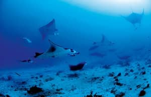 You can see Manta Rays on dives in the Maldives