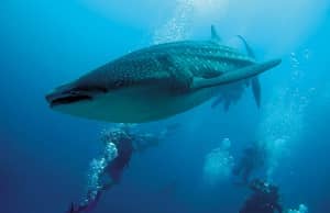 Dives in the Maldives offer sightings of the majestic whale shark