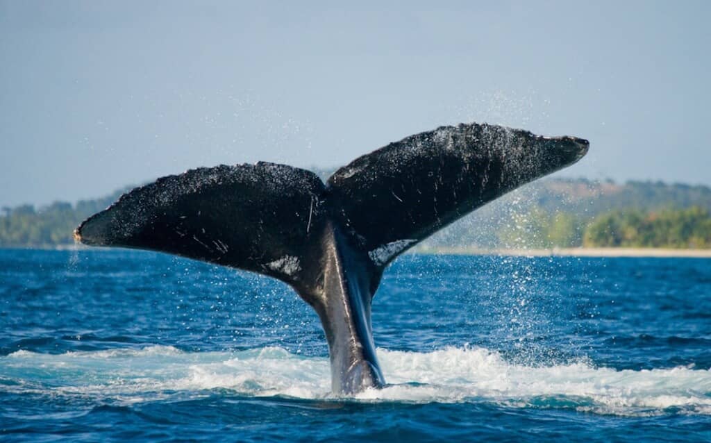 Whale watching is a popular activity in Madagascar 