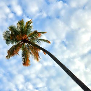 Palm tree at Constance Halaveli Maldives