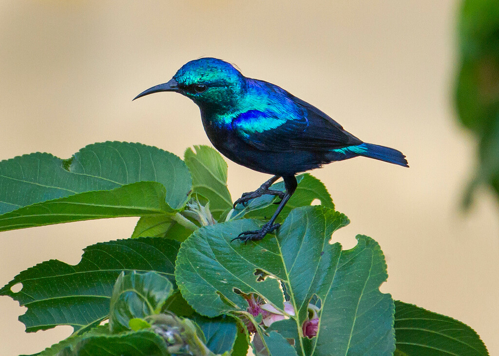 The beautiful blue Pemba Sunbird