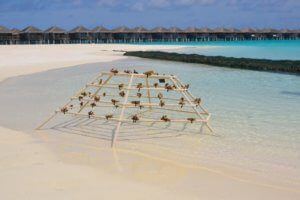 Coral scaper frame at Constance Moofushi Maldives