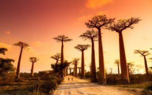 Avenue of the Baobabs at sunset