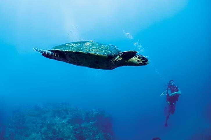 Diving with turtles