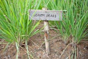 Lemongrass in garden