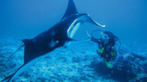 diving manta ray constance moofushi maldives