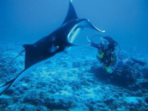 moofushi-maldives-diving-manta-1