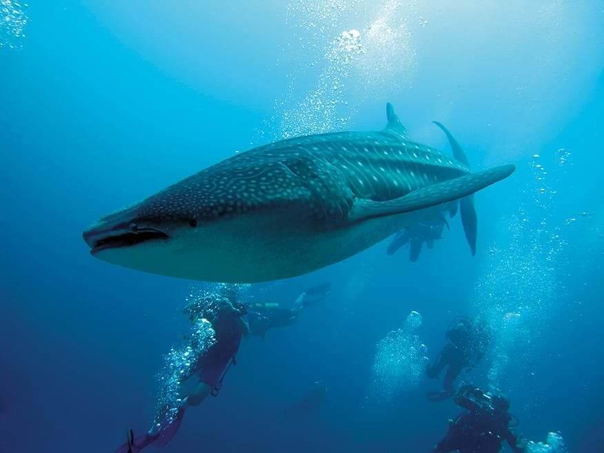 moofushi-maldives-diving-whale-sharks-1